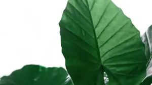 Gwida prattika għal kreaturi f’Malta kif jikkuntattjaw brands Armeni fuq Amazon biex jingħaqdu f’programmijiet ta’ micro-seeding. Tattiki, kanali u riskji.