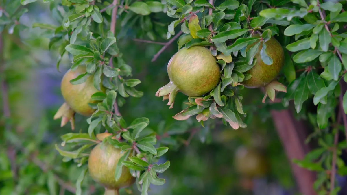 Reklamaturi f’Malta: Kif issib kreaturi Zalo ċipriotti għal affiliate