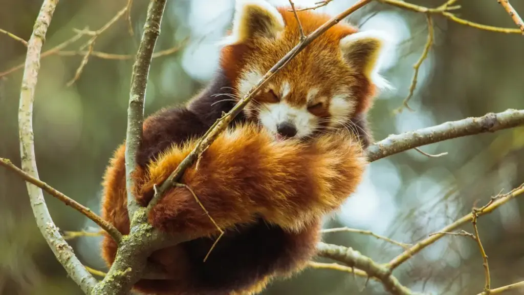 Mini-giwida prattika għal creators f’Malta: strateġiji reali biex tikkomunikaw ma’ marki Bulgari fuq Snapchat u tingħaqdu f’kampanji ta’ wellness.