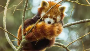 Mini-giwida prattika għal creators f’Malta: strateġiji reali biex tikkomunikaw ma’ marki Bulgari fuq Snapchat u tingħaqdu f’kampanji ta’ wellness.