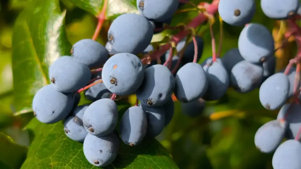 Guid praktiku għal creators f’Malta: passi reali biex tikkonnettja ma’ brands Indjani fuq WeChat u tippromwovi before-and-after transformations b’mod effettiv u compliant.