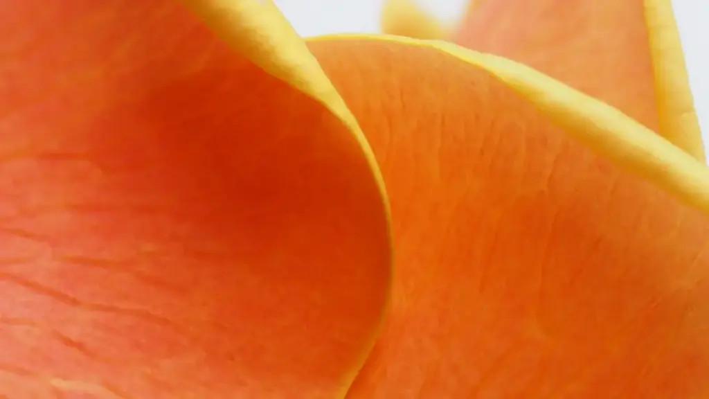 Gwida prattika f’Malta biex tikkonnettja ma’ marki Bolivia fuq SoundCloud għal kollaborazzjonijiet mużikali u trend — outreach, pactijiet ta’ commerce, u taktiċi lokali.