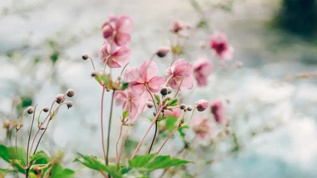 Gwida prattika għal marki f’Malta: fejn u kif issib Snapchat creators mill-Etjopja biex tagħmel kollaborazzjonijiet ma’ style influencers, inklużi channels, taktiki u risk management.