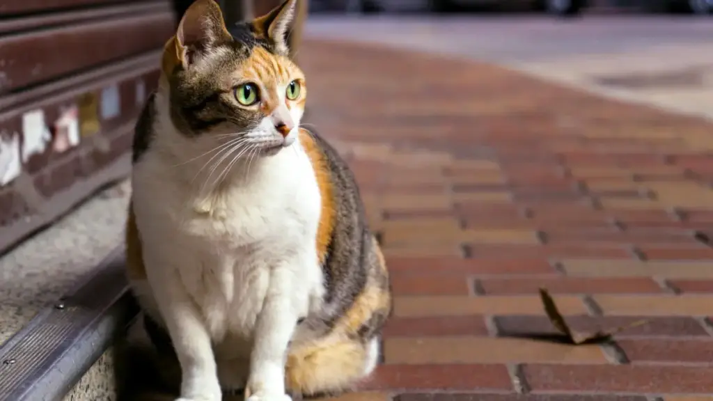 Gwida prattika għall-marketers f’Malta: passi realistiċi biex issib u tikkonnettja ma’ creators Latvjani fuq Roposo, inkluż tekniki ta’ ricerca, outreach personalizzat u kollaborazzjonijiet li jaħdmu.