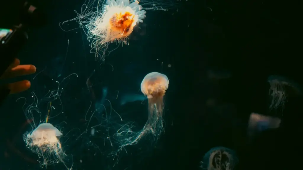 Gwida prattika għal marketers f’Malta: kif issib u taħdem ma’ creators taʼ Netflix/Israel biex turi seasonal fashion trends bil‑metodi, kanali u riskji.