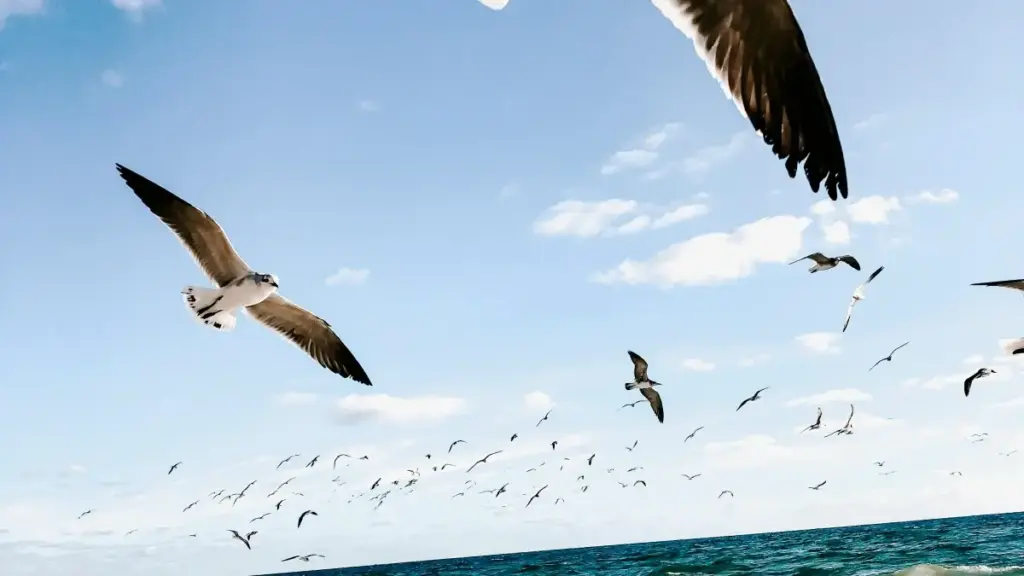 Gwida prattika għal reklami f’Malta: kif issib u tinvolvi creators Olandi fuq Rumble biex tibda kampanji ta’ bejgħ miyed bil-creator.