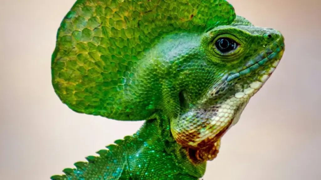 Gwida prattika għal creators f’Malta: kif issib, tikkomunikaw u tikkollabora ma’ brands Ġirlannin fuq Etsy biex toħloq productivity guides effettivi.