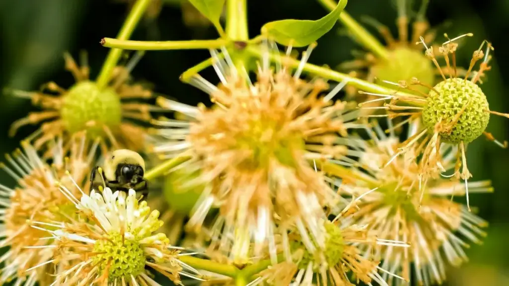 Gwida prattika minn Malta biex issib u tikkonvinċii Twitch creators f’Singapore biex jagħmlu reaction campaigns għal albums.