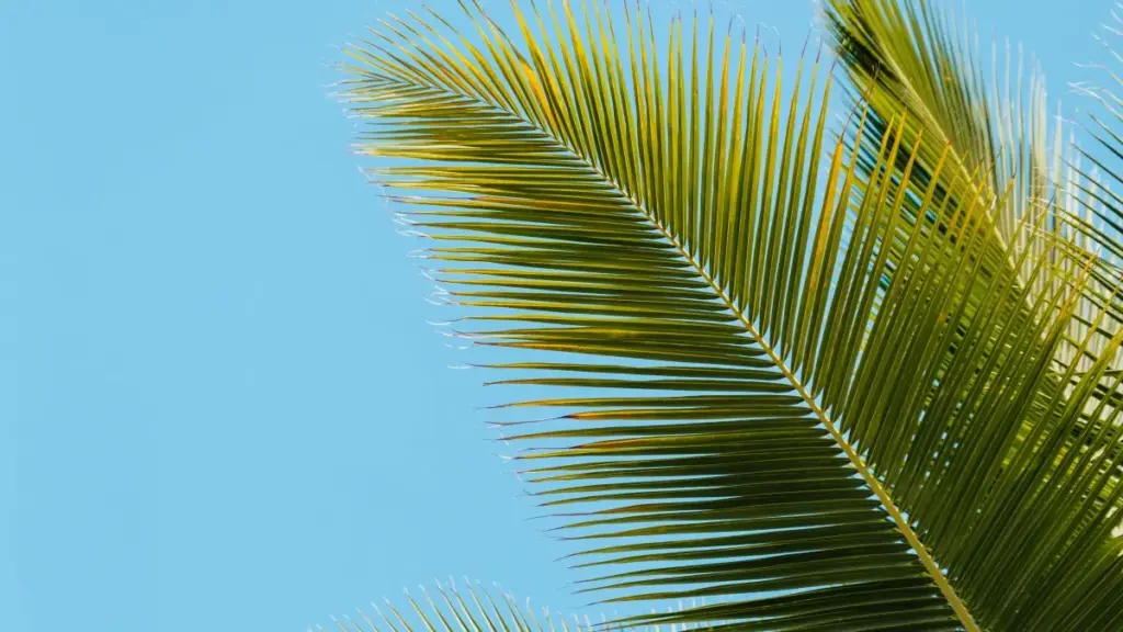 Kif issib creators Koreani fuq Disney Plus u s-socjal biex tkabbar il-viżibilità ta’ destinazzjonijiet tat-turiżmu, b’għarfien reali u strateġija prattika.