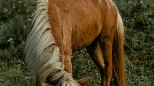 Kif issib kreaturi YouTube fi Spanja li jaqblu ma’ micro influencers, b’metodi prattiċi, għodod ġodda ta’ YouTube u għarfien mill-market.